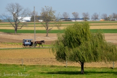 You see buggies everywhere.