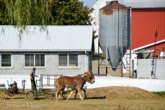 And working horses.