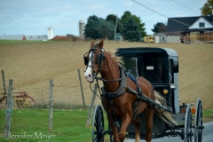 So many buggies out on a nice fall day.