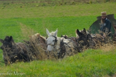 Horse team near the road.