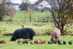 We stopped to see all these piglets in a field.