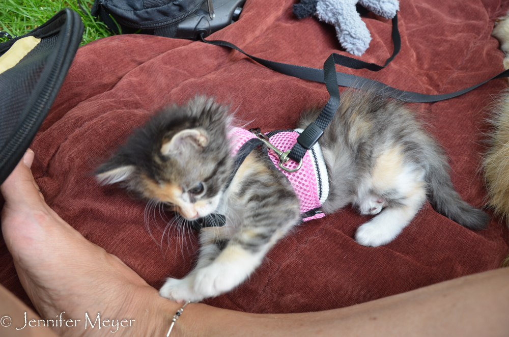 We have to take turns going into stores or other buidlings.