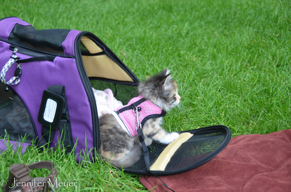 When Gypsy's had enough, she crawls into her house.