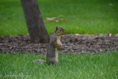 The squirrels were very interested in her.