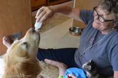 Bailey likes kitten formula, too.