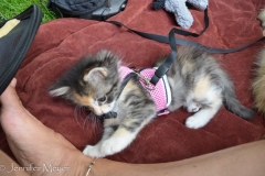 We have to take turns going into stores or other buidlings.