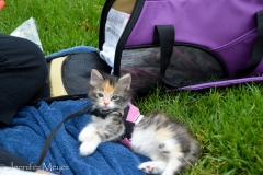 It was a perfect place to hang out with the fur kids.