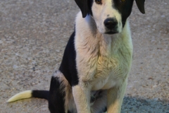 The pup that broke our hearts.