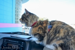 Right before Gypsy tried to leap into the drive-through window.'