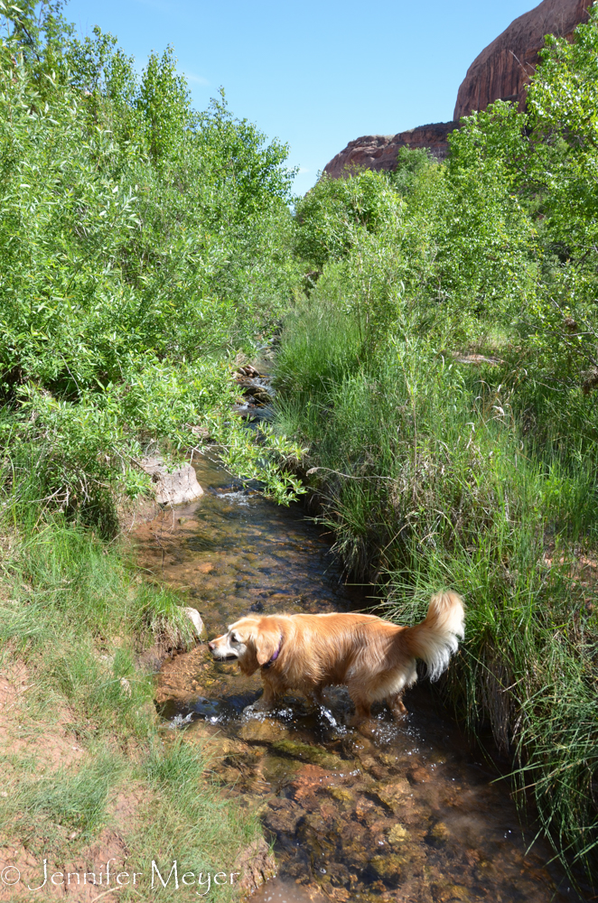 When we left Arches, we took Bailey on a refreshing hike on Negro Bill's trail.