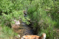 When we left Arches, we took Bailey on a refreshing hike on Negro Bill's trail.