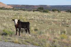 Free range calf by the road.