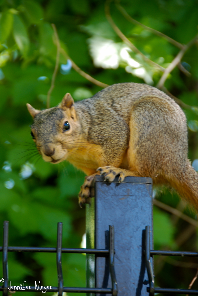 Curious squirrel.