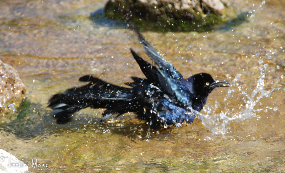 This grackle needed a cool bath, too.