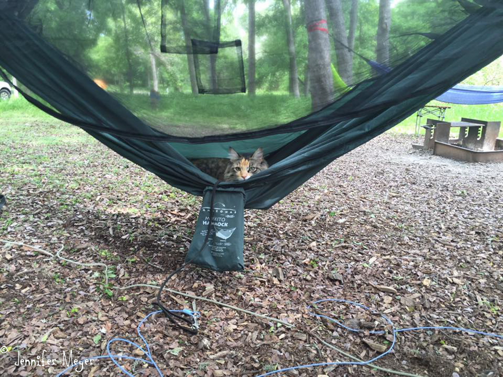 We're not the only ones who love to loll in hammocks.