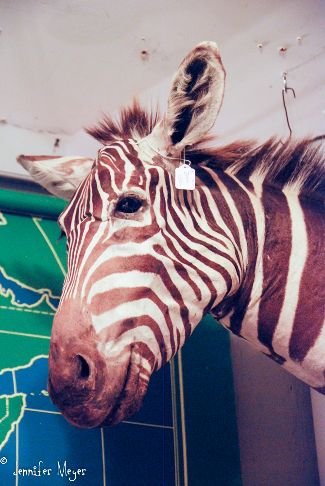 Yes, that's a real zebra. :(
