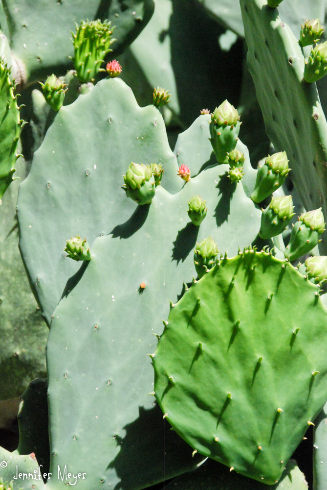 Cactus starting to bloom.