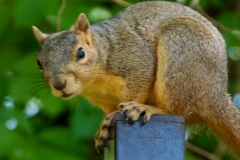 Curious squirrel.