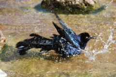 This grackle needed a cool bath, too.