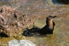 Female grackle.