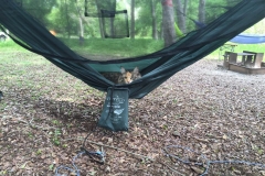 We're not the only ones who love to loll in hammocks.