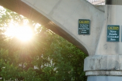 Thousands of bats live under the bridge.