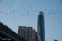 It was hard to capture the bats in photos.