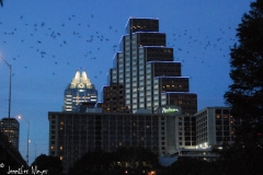 The took to the sky in massive clouds.