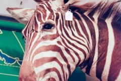 Yes, that's a real zebra. :(