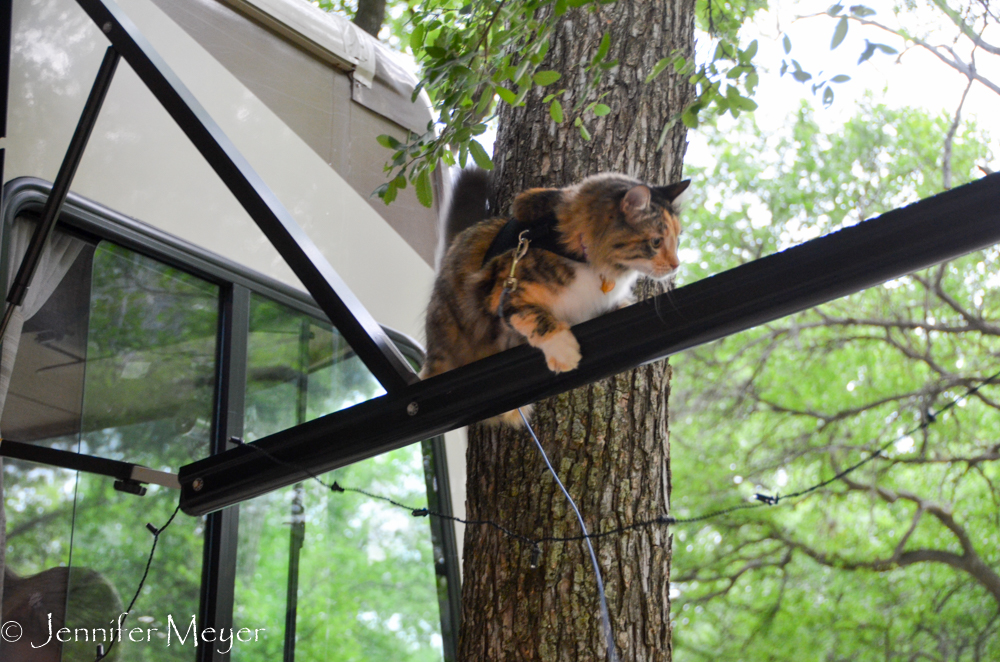 Gypsy jumped up to help and then got on the awning and the roof.