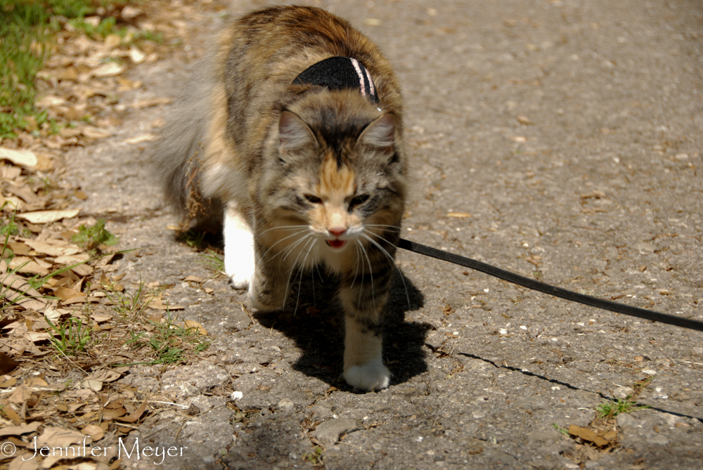 It was a little hot for Gypsy.