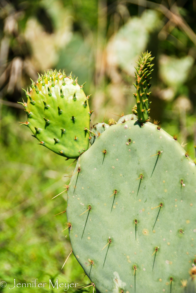 Lots of cacti.