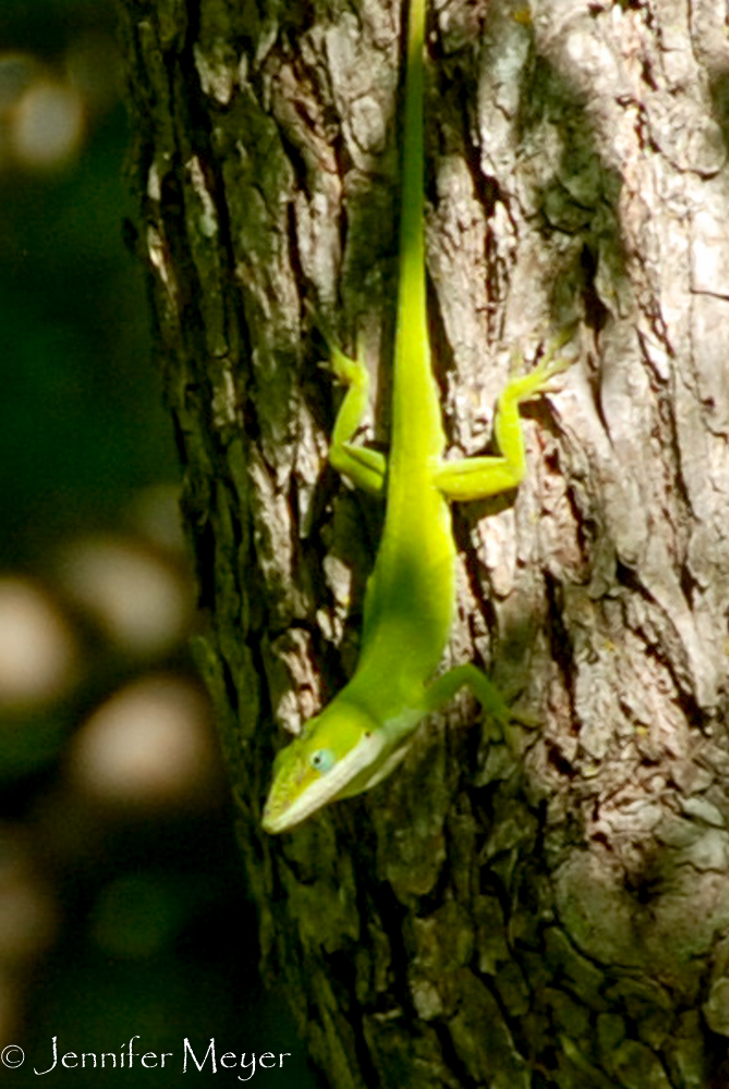 Aly found this chameleon.