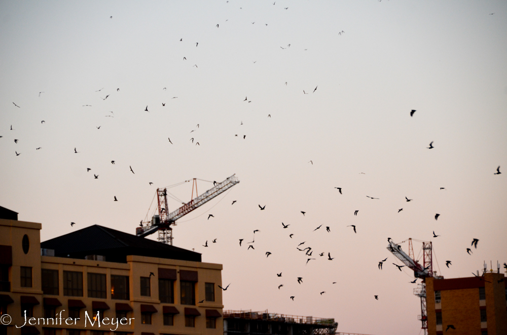 Hard to capture the bats; they move so fast.