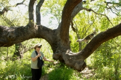 Impressive tree!