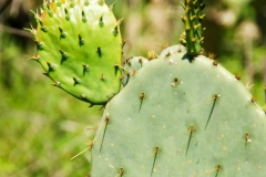 Lots of cacti.