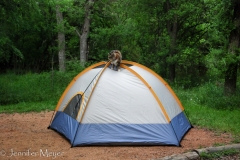 Gypsy checks out Aly's tent.