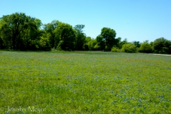 Blue bonnets are just starting to bloom.