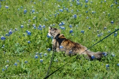 Gypsy in blue bonnets.