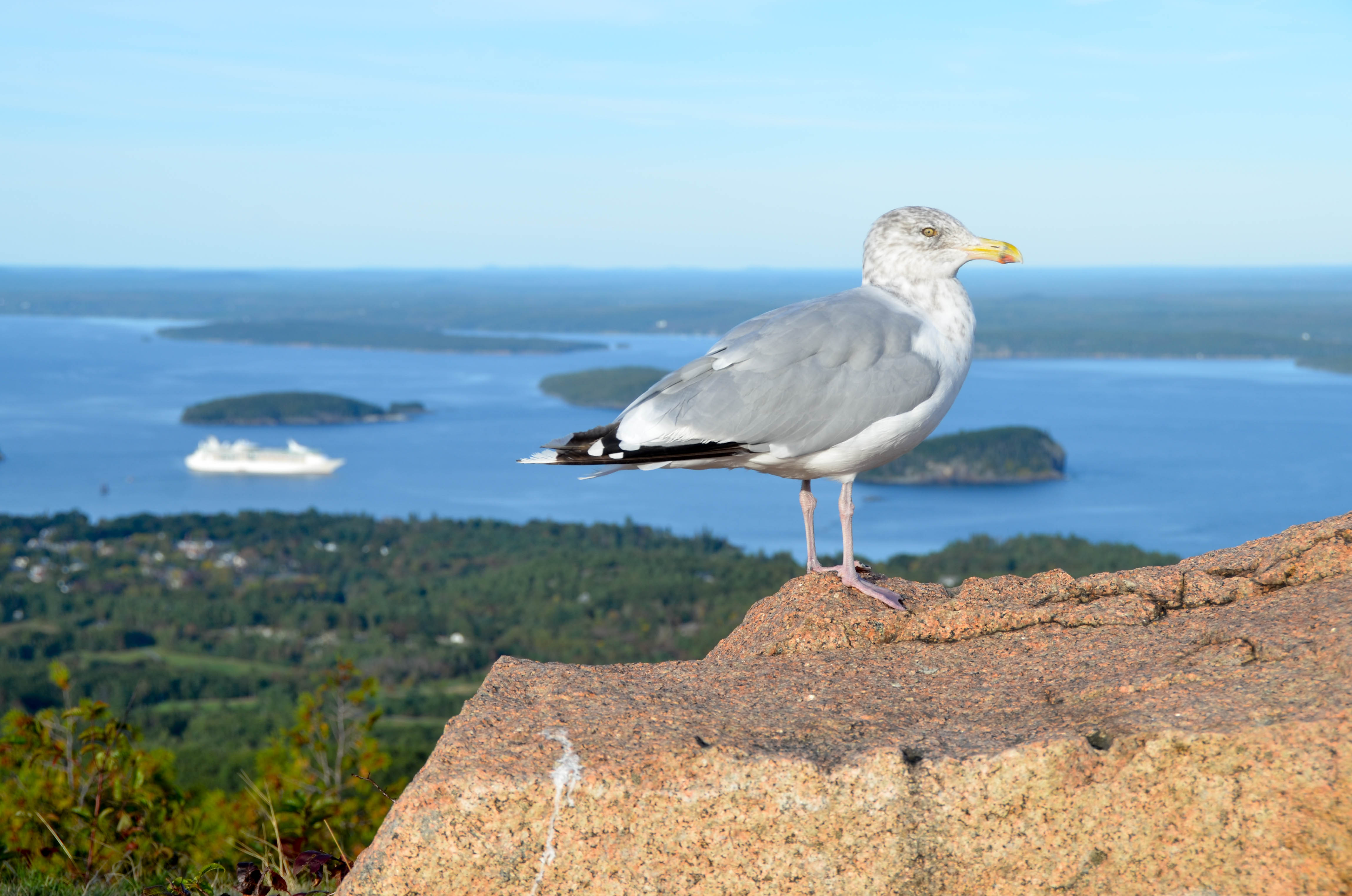 Up high with the seagulls.