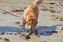 Bailey likes seaweed.