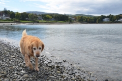 Bailey liked swimming in the tranquil Atlantic.