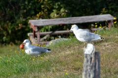 We watched seagulls fight over an apple.