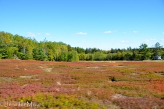 We drove past so many red fields.