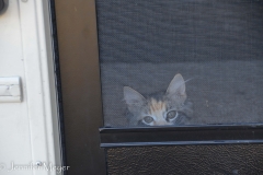 Gypsy hates being left behind.