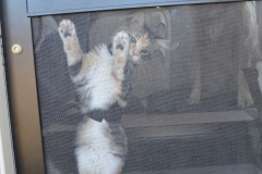 She tries to escape.