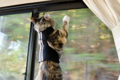 Now she's climing the screens.