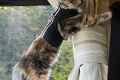 She just goes nuts sometimes.