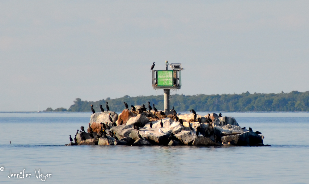 Cormorants enjoying a man-made island.