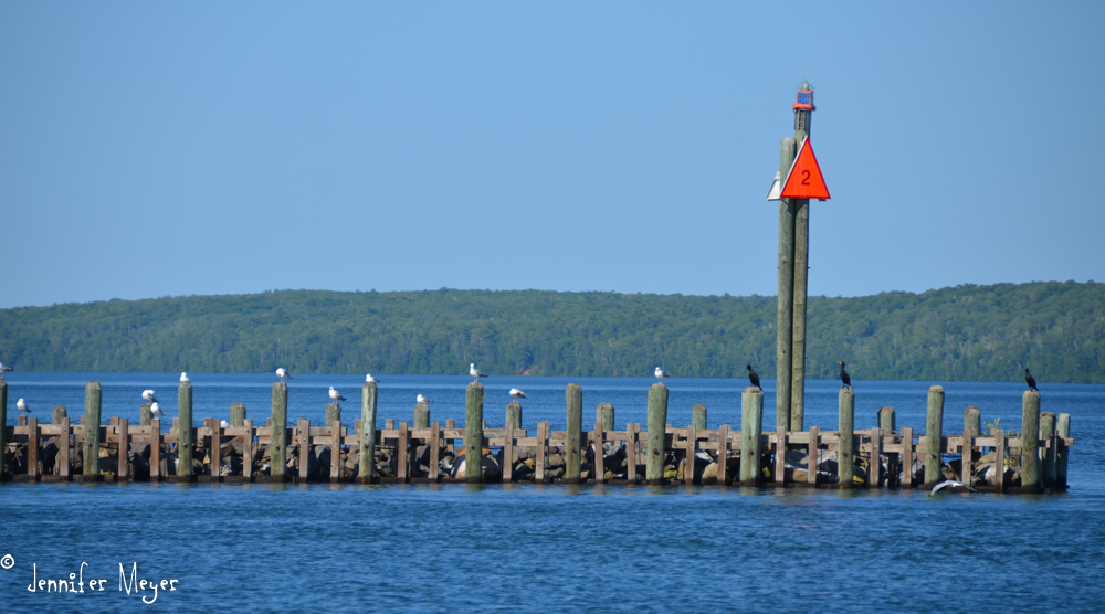 Seagulls and cormorants on pilings.